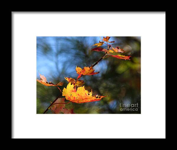 Maple Leaves Framed Print featuring the photograph Colors of Autumn VI by Lili Feinstein