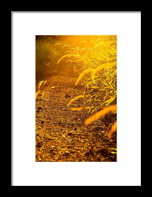 Joys Of Summer Framed Print featuring the photograph Colors of summer by Kunal Mehra