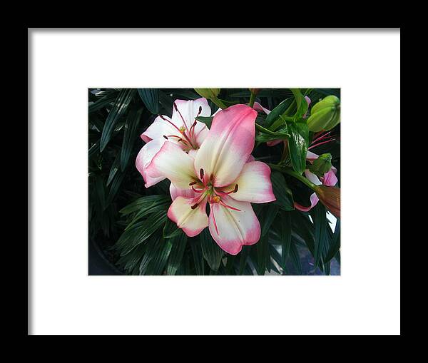Pink Framed Print featuring the photograph Colour by Michelle Hoffmann