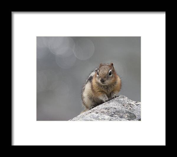 Wildlife Framed Print featuring the photograph Columbian Ground Squirrel by Tony Mills