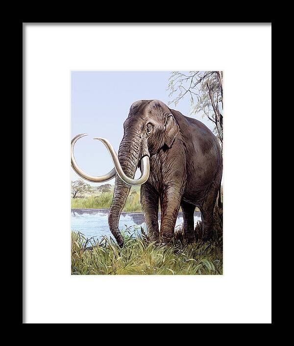 Columbian Mammoth Framed Print featuring the photograph Columbian Mammoth by Michael Long/science Photo Library
