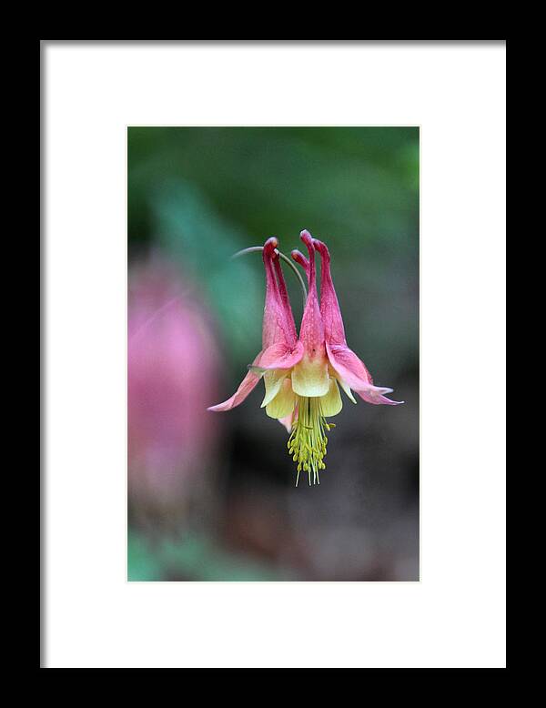 Columbine Framed Print featuring the photograph Columbine at Ferry Bluff by Theo