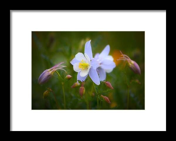 Columbine Framed Print featuring the photograph Columbine by Darren White