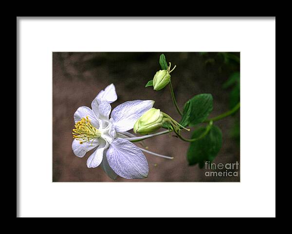 Wildflower Framed Print featuring the photograph White Columbine by Richard Lynch