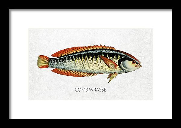 Comb Wrasse Framed Print featuring the digital art Comb Wrasse by Aged Pixel