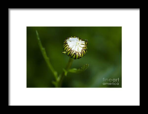 Daisy Framed Print featuring the photograph Come Here by Dan Hefle