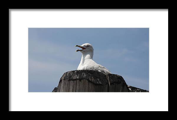 Seagull Framed Print featuring the photograph Comfortable Place by Vadim Levin