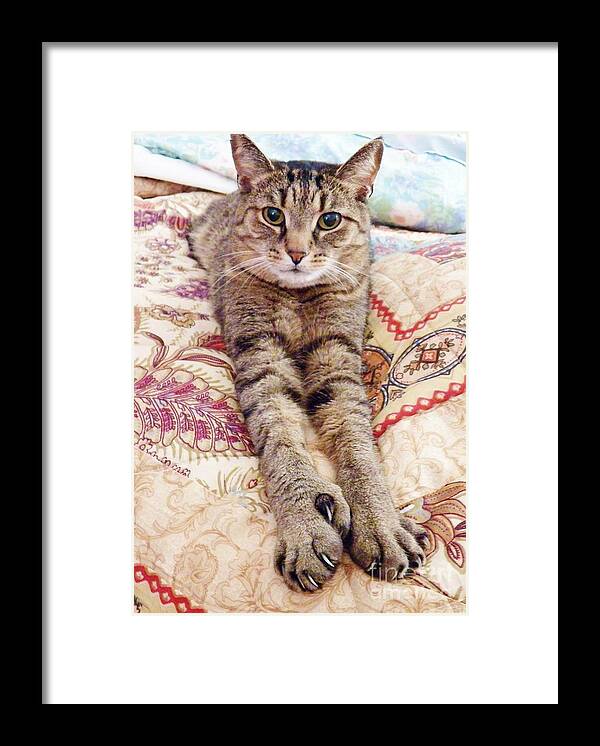 Cat Framed Print featuring the photograph Comfy Cat by Judy Via-Wolff