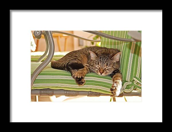 Cat Framed Print featuring the photograph Comfy Kitty by Aimee L Maher ALM GALLERY