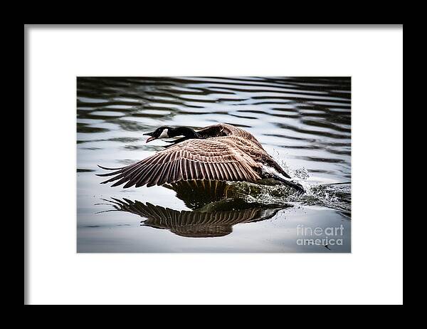Biltmore Lake Canada Geese Framed Print featuring the photograph Coming In For A Landing by Deborah Scannell