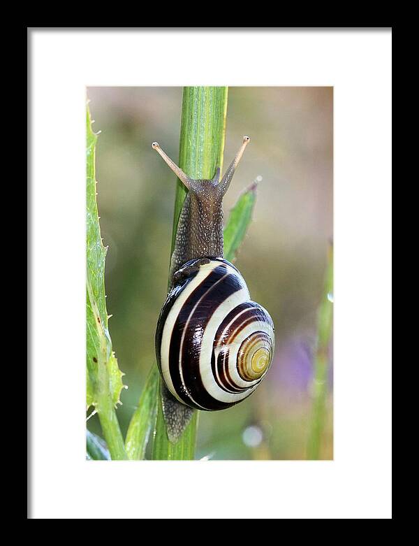 Snail Framed Print featuring the photograph Coming out of its shell by Doris Potter