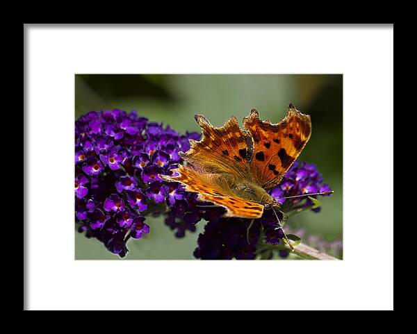 Butterfly Framed Print featuring the photograph Comma butterfly on Buddleia by Shirley Mitchell