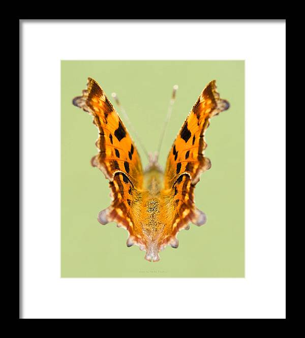 Comma Butterfly Framed Print featuring the photograph Comma Butterfly by Steven Poulton