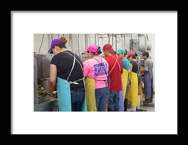American Oyster Framed Print featuring the photograph Commercial Oyster Processing by Jim West