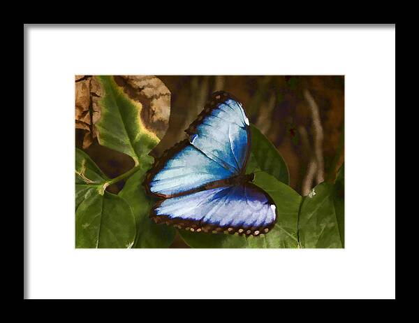 Common Blue Morpho Framed Print featuring the digital art Common Blue Morpho by Photographic Art by Russel Ray Photos