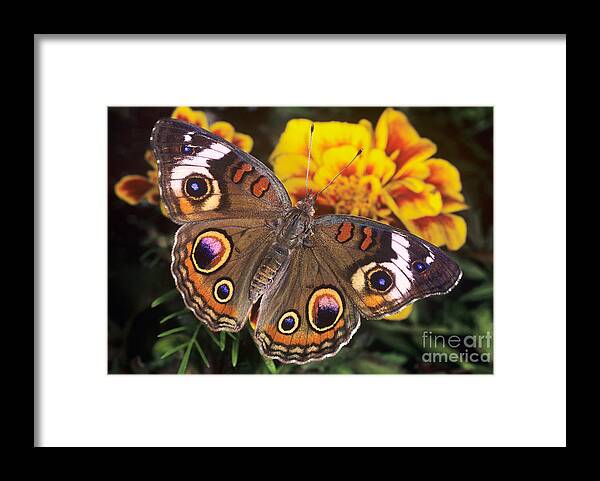 Dave Welling Framed Print featuring the photograph Common Buckeye Junonia Coenia Captive by Dave Welling