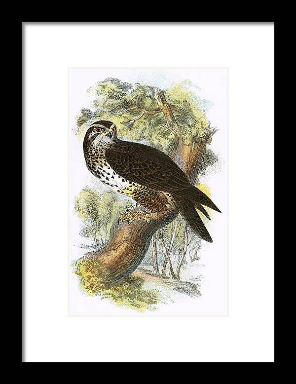 Buzzard Framed Print featuring the painting Common Buzzard by English School