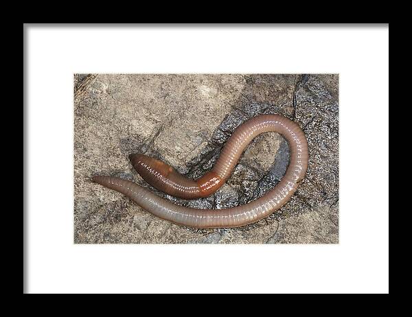 Common Earthworm Framed Print