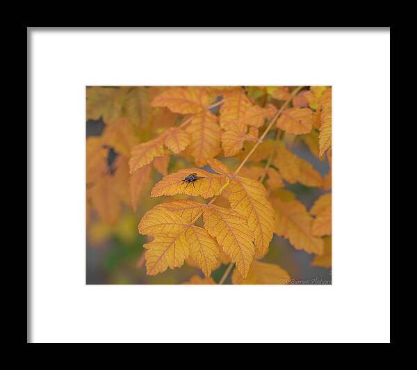 Fall Foliage Framed Print featuring the photograph Common Fly of Autumn by Aaron Burrows