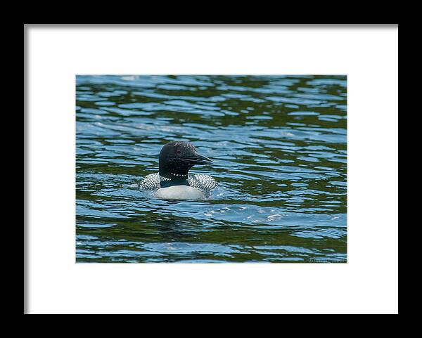 Birds Framed Print featuring the photograph Common Loon by Brenda Jacobs