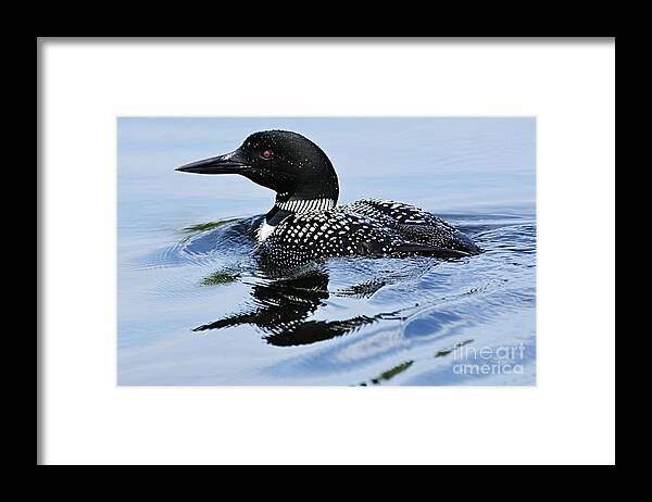 Photography Framed Print featuring the photograph Common Loon by Larry Ricker