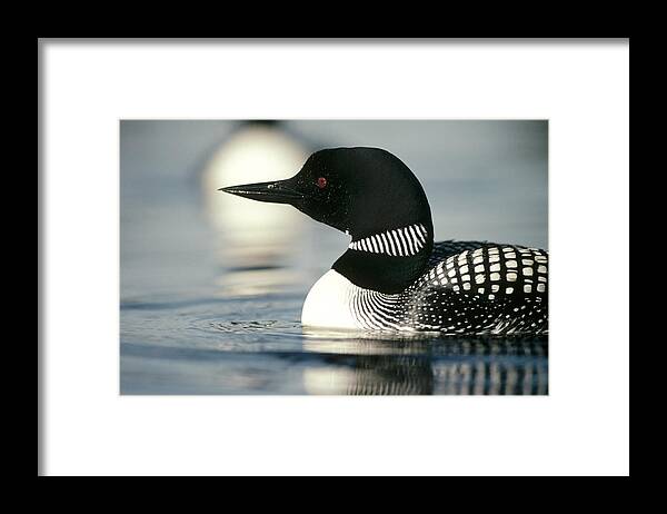 Feb0514 Framed Print featuring the photograph Common Loon On Lake In Summer Wyoming by Michael Quinton