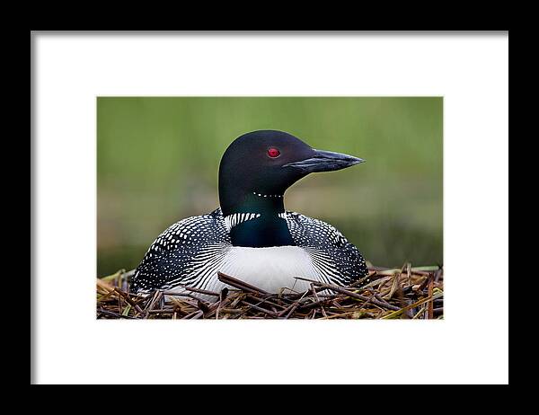 Bia Framed Print featuring the photograph Common Loon On Nest British Columbia by Connor Stefanison