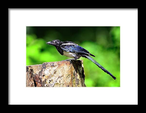 Common Magpie Framed Print featuring the photograph Common Magpie by Colin Varndell/science Photo Library