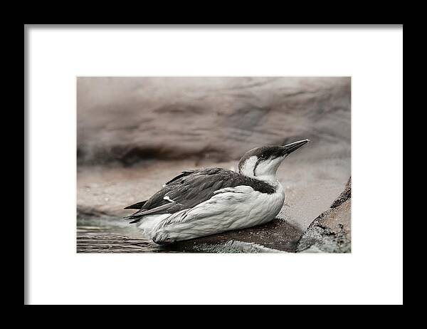 Common Murre Framed Print featuring the photograph Common Murre by Lara Ellis