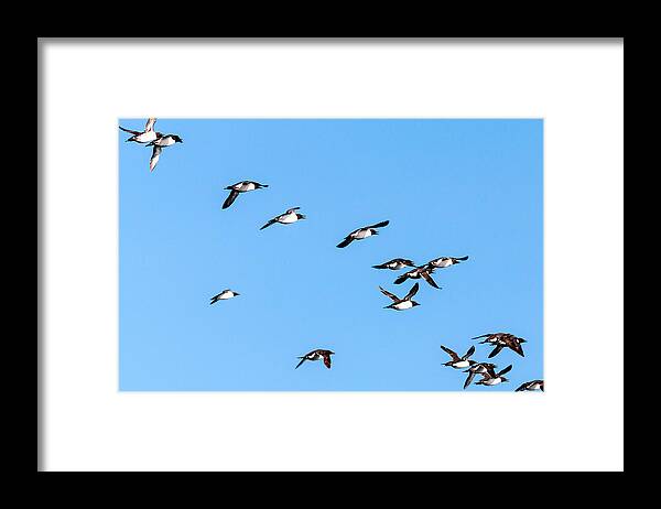 Common Murre Framed Print featuring the photograph Common Murres Flying Away by Perla Copernik