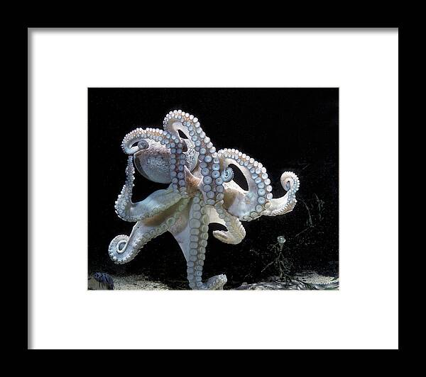 Common Octopus Framed Print featuring the photograph Common Octopus by Jean-Michel Labat