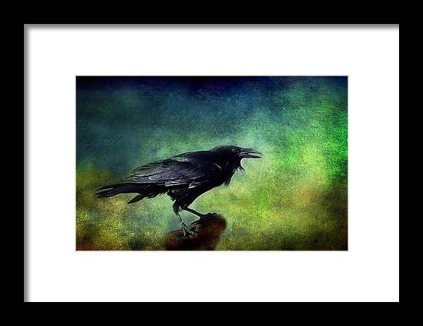Ravens Framed Print featuring the photograph Common Raven by Barbara Manis