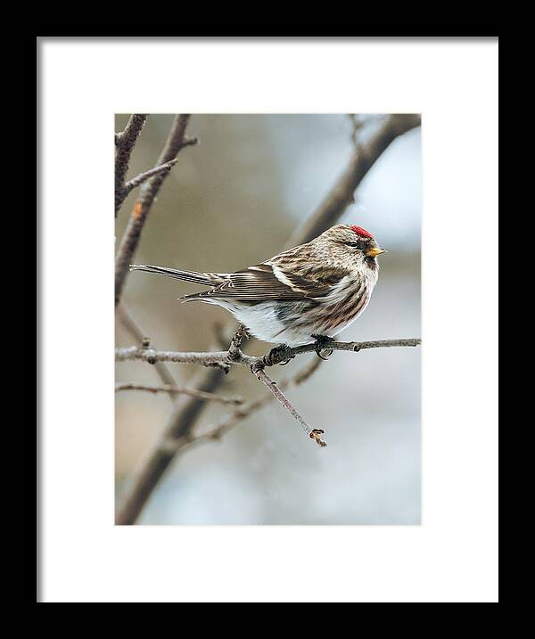 Common Redpoll Framed Print featuring the photograph Common Redpoll by Jim Zablotny