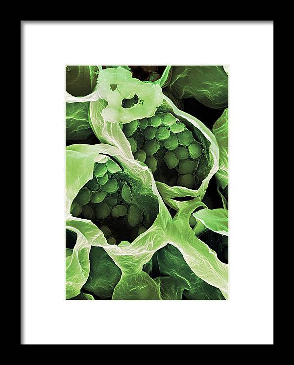 Rumex Acetosa Framed Print featuring the photograph Common Sorrel by Stefan Diller/science Photo Library