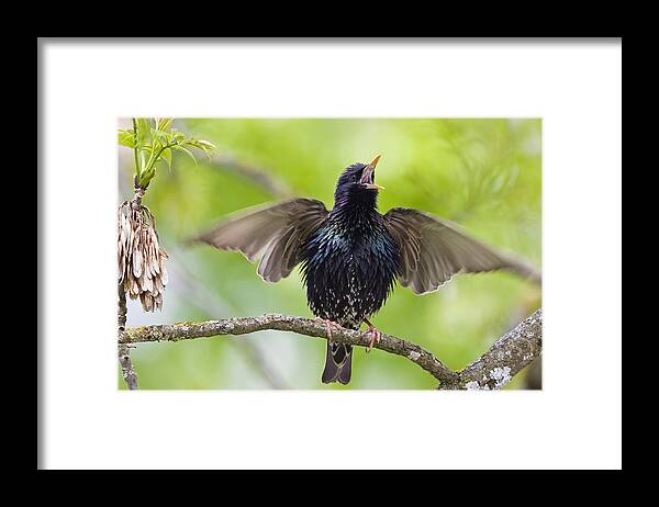 Feb0514 Framed Print featuring the photograph Common Starling Singing Bavaria by Konrad Wothe
