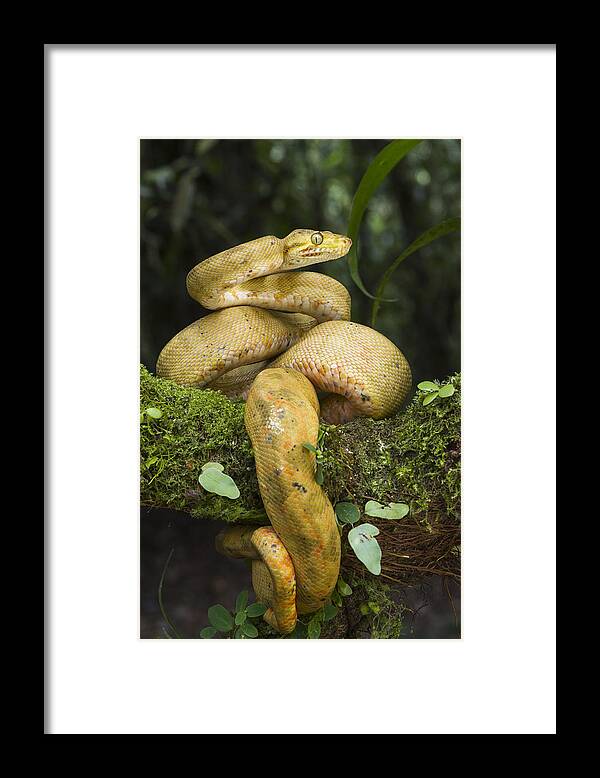 Pete Oxford Framed Print featuring the photograph Common Tree Boa -yellow Morph by Pete Oxford