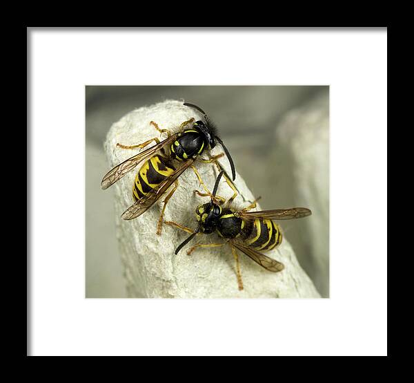 Insect Framed Print featuring the photograph Common Wasps by Nigel Downer