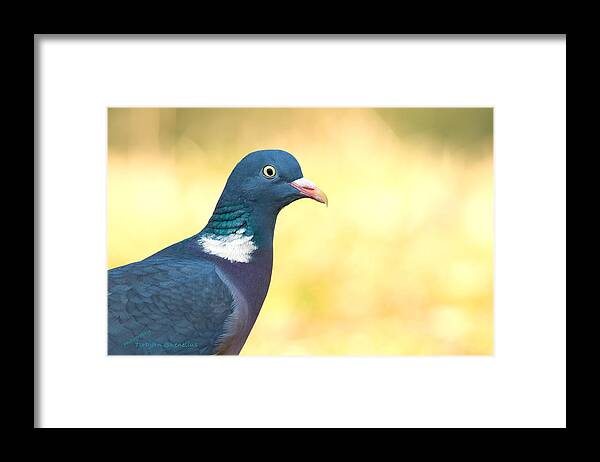 Common Wood Pigeon Framed Print featuring the photograph Common Wood Pigeon by Torbjorn Swenelius