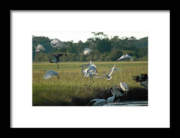 Jekyll Island Framed Print featuring the photograph Community Uplift by Bruce Gourley