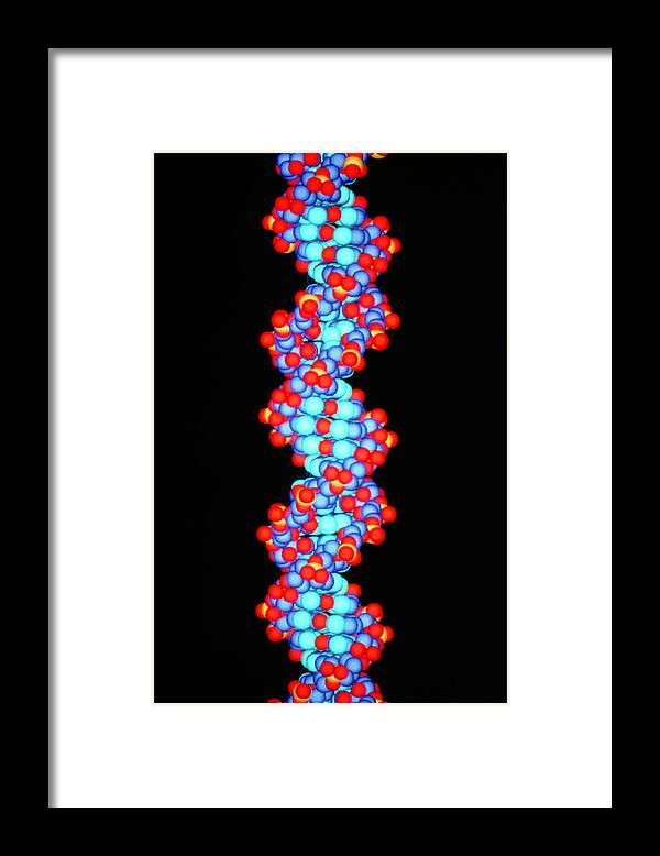 Computer Graphic Framed Print featuring the photograph Computer Graphics Of A Section Of Dna by Peter Menzel/science Photo Library