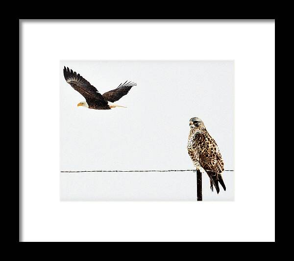 Bald Eagles Framed Print featuring the photograph Comrads.. by Al Swasey