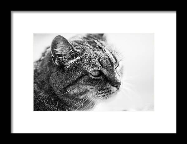 Cat Framed Print featuring the photograph Concentrating Cat by Hakon Soreide