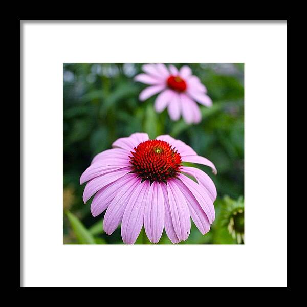 Cone Flower Framed Print featuring the photograph Cone Flower Near And Far by Justin Connor