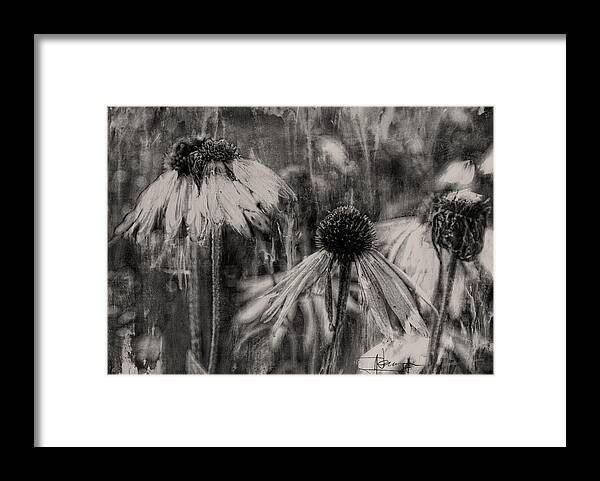 Flowers Framed Print featuring the mixed media Cone Flowers in Late Autumn by Jim Vance