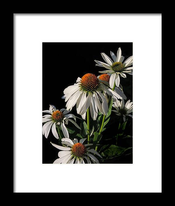 Flowers Framed Print featuring the photograph Cone Flowers by Robert Mitchell