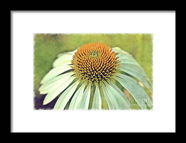 Coneflower Framed Print featuring the photograph Coneflower by Carrie Cranwill