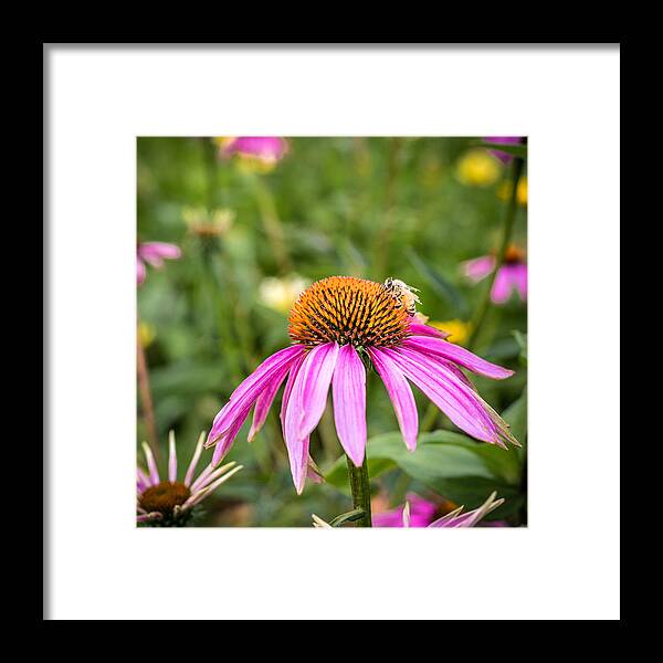 Cone Flower Framed Print featuring the photograph Coneflower by Mary Underwood
