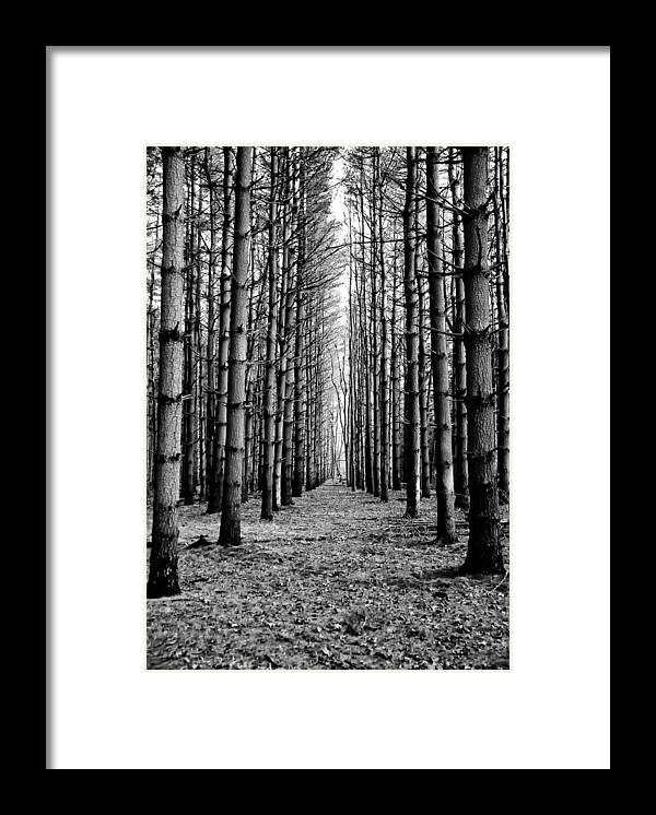 Coniferous Forest Framed Print featuring the photograph Coniferous Forest by Louis Dallara