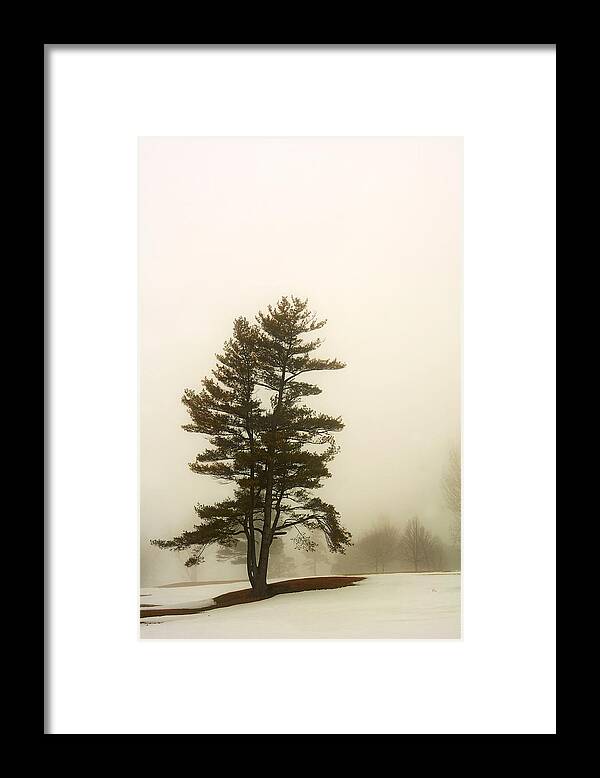 Tree Framed Print featuring the photograph Coniferous Tree in Winter by Steve Somerville