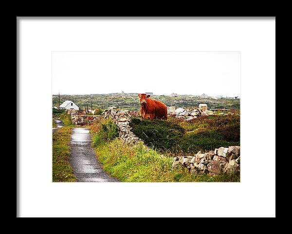 Red Framed Print featuring the photograph Connemara Cow by Norma Brock
